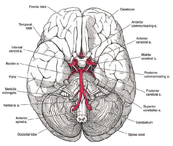 The base of the human brain The base of the human brain