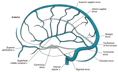 Veins of the Brain Veins of the Brain